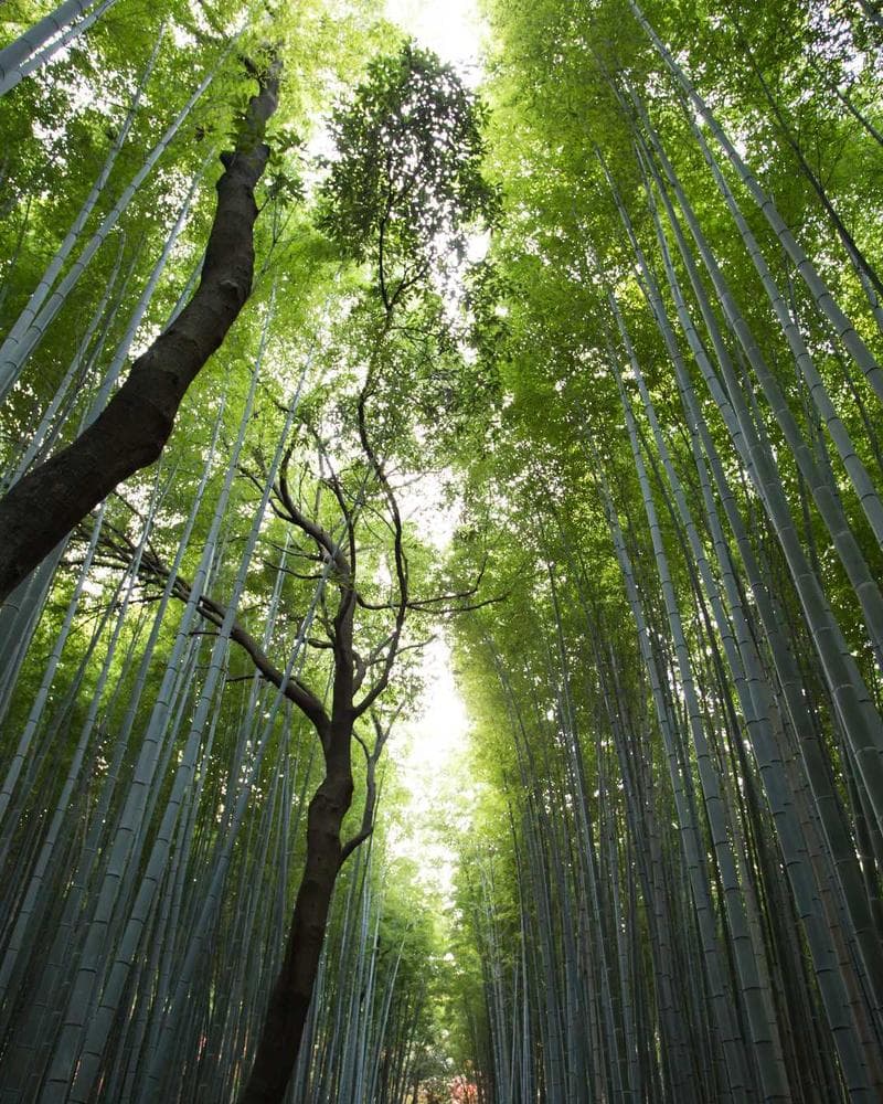 《原神》· 雷电将军极意还原